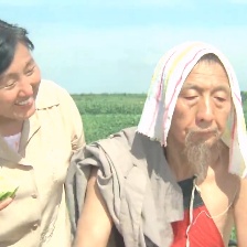 田野又是青紗帳