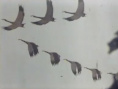 雁陣