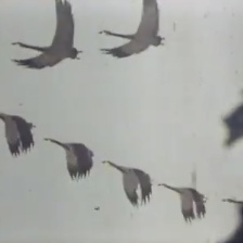雁陣