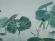 蝶双飞