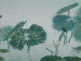 蝶雙飛