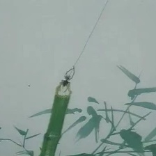 蝶雙飛