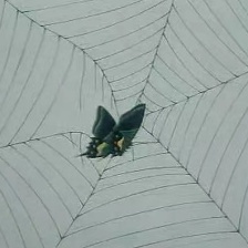蝶雙飛
