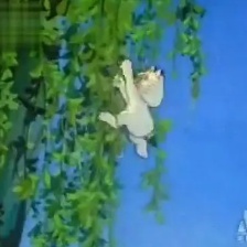 貓咪小貝