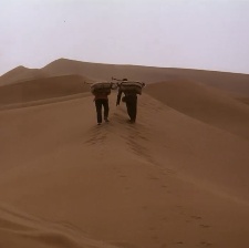 一棵樹