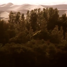 一棵樹