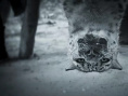 雪豹