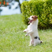 忠愛無言2