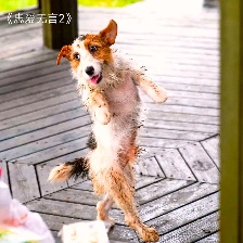 忠愛無言2