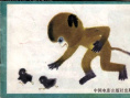 淘气的金丝猴