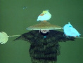 草人