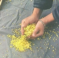 金秋桂花遲