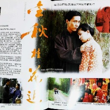 金秋桂花遲