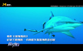 詹姆斯·卡梅隆的海洋情結(jié)