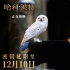 重映還不夠！《哈利·波特》系列前兩部密鑰延期