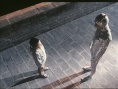 霹雳贝贝