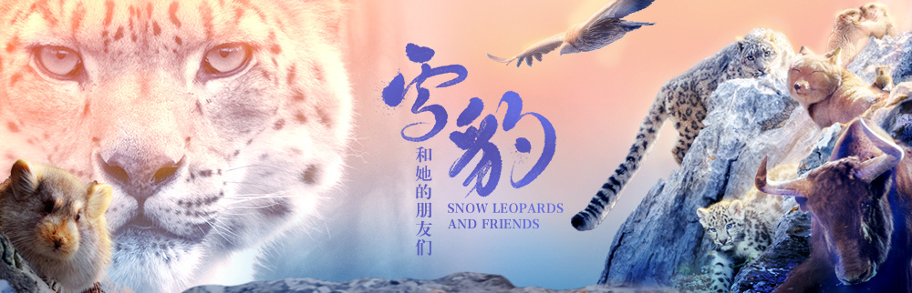 雪豹和她的朋友們