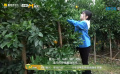 赖美云采摘橙子中！勤劳小七前往果林深处寻找好果