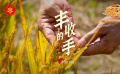 豐收的手
