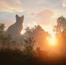 猫猫的奇幻漂流