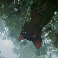 猫猫的奇幻漂流