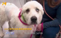 感人淚目！大白熊犬與狼群搏斗30分鐘勇救主人
