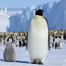 光語者：獨步南極
