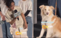 张子枫分享在《我会好好的》中和六只狗狗演戏的不同感受