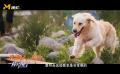 流浪犬转型搜救犬！来看金毛子满的故事