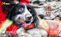 無聲的英雄！汶川地震67只搜救犬全部離世