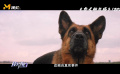 忠诚与使命！一起来看银幕上的忠犬