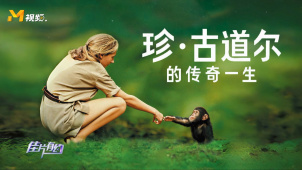 珍·古道尔如何克服困难，在非洲生活30年