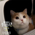 和猫猫狗狗一起在电影院看电影，你愿意吗？