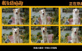 张子枫《我会好好的》曝新特辑 揭秘6位狗狗演员幕后故事