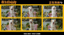 张子枫《我会好好的》曝新特辑 揭秘6位狗狗演员幕后故事