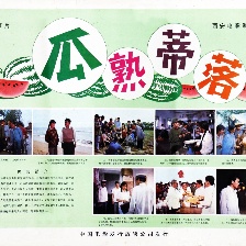 瓜熟蒂落