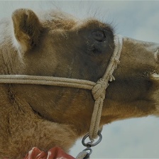 小馬鞭