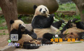 佳片有约周日版 | 文旅新热点：探秘都江堰“熊猫宇宙”