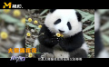 《功夫熊貓》主角阿寶的原型竟是它！