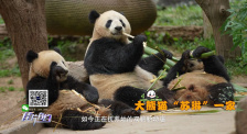 佳片有约周日版 | 文旅新热点：探秘都江堰“熊猫宇宙”