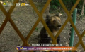 2025上合組織國家電影節(jié) 嘉賓動物園體驗喂熊