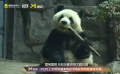 2025上合组织国家电影节 蒋依依：熊猫演我放假在家的样子