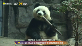 2025上合组织国家电影节 蒋依依：熊猫演我放假在家的样子