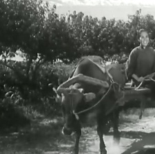 葡萄熟了的時候