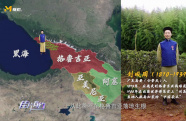 格魯吉亞的茶是從中國傳過去的