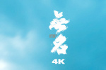 光芒重現(xiàn)！《無名》4K版重映 致敬暗夜中的無名者