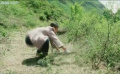 當(dāng)家的是山：小侉子讓“我”從此不再嫌棄與寂寞！