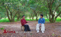 暑期档光影行 | 直抵岭南荔枝林：尝一颗“李善德同款”，品出怎样的人生滋味？