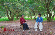 暑期檔光影行 | 直抵嶺南荔枝林：嘗一顆“李善德同款”，品出怎樣的人生滋味？