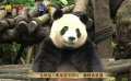 金熊猫光影绽放中国行 单敬尧 郭丞遇到有镜头感的熊猫